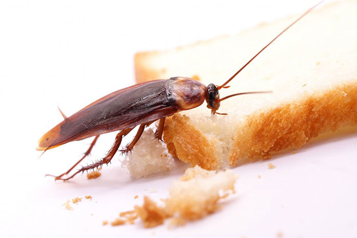 Domowe sposoby na karaluchy