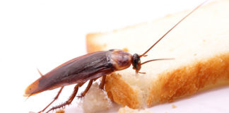 Domowe sposoby na karaluchy
