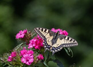 Jaka rozdzielczość na plakat? Jaka rozdzielczość na plakat?