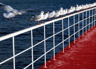 Ile pikseli to 300 DPI?