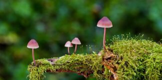 Jakie są rodzaje foteli?