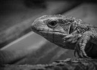 Jak monitorować samochód na parkingu?