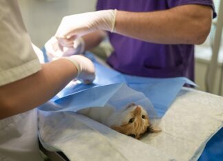 Na czym polega sterylizacja?