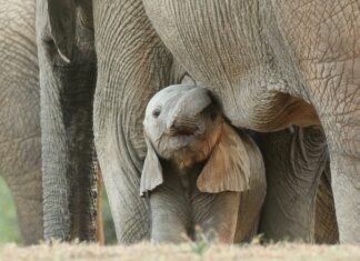 Czy w Polsce można spotkać dzikie konie? Czy w Polsce można spotkać dzikie konie?