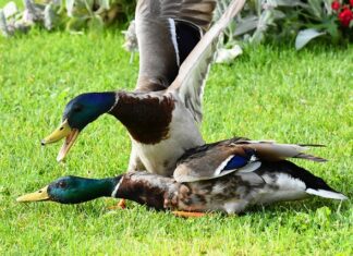 Jaki smar do końcówek drążków kierowniczych?