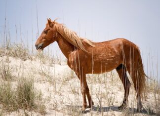 Co oznacza GT w Mustangu? Co oznacza GT w Mustangu?
