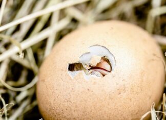 Jak zrobić Egg Benedict?