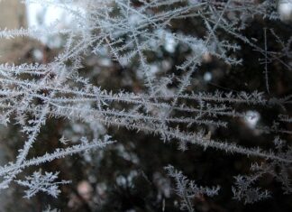 Jak mrozić pierogi bez gotowania?