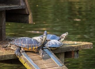 Jak najlepiej przechowywać pierogi?