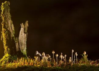 Jakie są rodzaje Nissana?