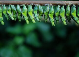 Czy kokon ogrodowy jest wygodny?