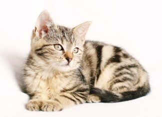 Co oznaczają paski na frezach?