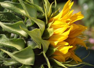 Co położyć na starą tapetę? Co położyć na starą tapetę?