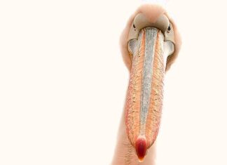 Co narasta pod paznokciem?