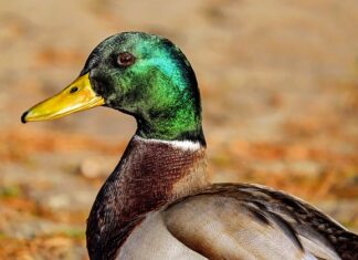 Ile może wystawać z busa?